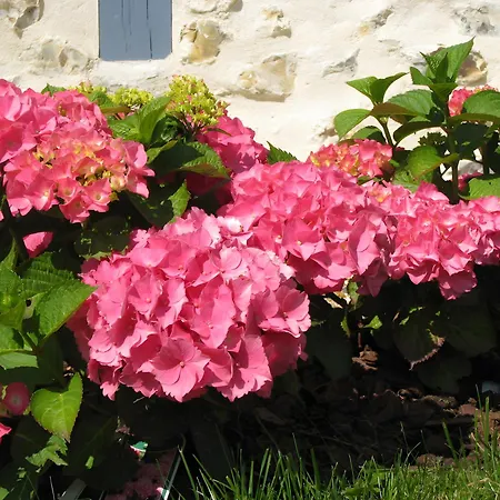 Manoir Du Petit Saint-pierre Nocleg ze śniadaniem 4*