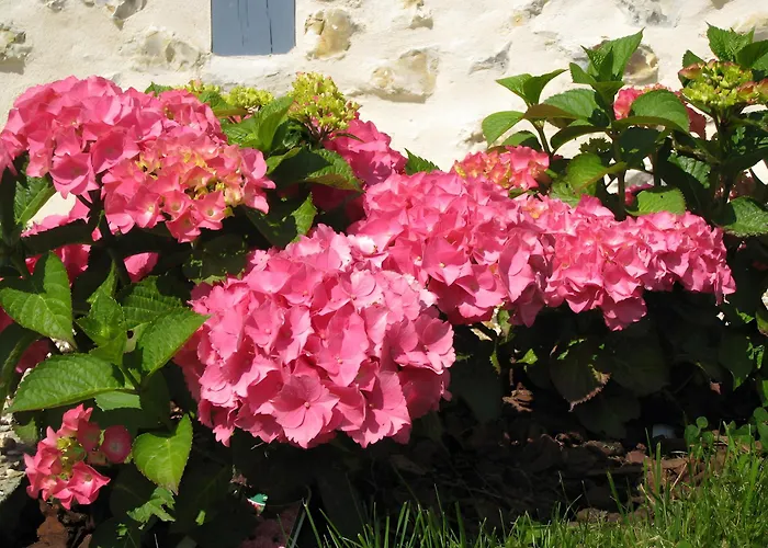 Manoir Du Petit Saint-pierre Oda ve Kahvaltı 4*